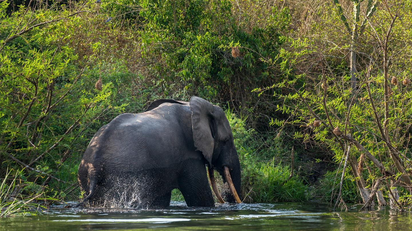 Le bassin du Congo, forêt pluviale menacée WWF France